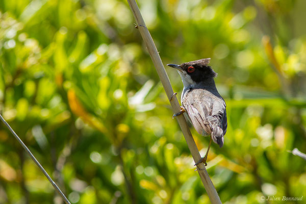Fauvette mélanocéphale — Curruca melanocephala (Gmelin, JF, 1789), (mâle adulte) (Bidart (64), France, le 22/05/2019)