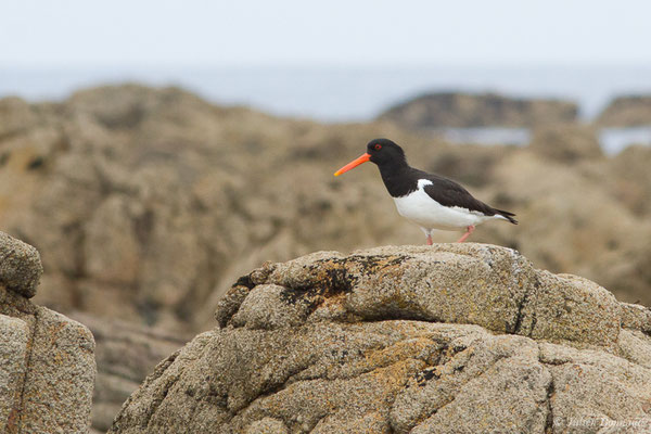 Huîtrier pie — Haematopus ostralegus Linnaeus, 1758, (Réserve naturelle nationale des Sept-Îles, Perros-Guirec (22), France, le 05/07/2021)