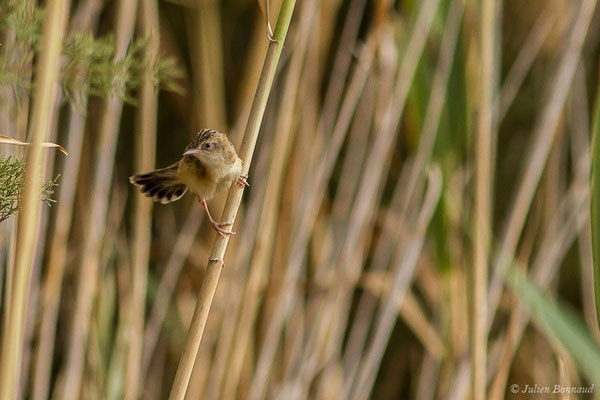 Cisticole des joncs – Cisticola juncidis (Rafinesque, 1810), (Guadalhorce, Malaga (Andalousie), le 08/08/2020)