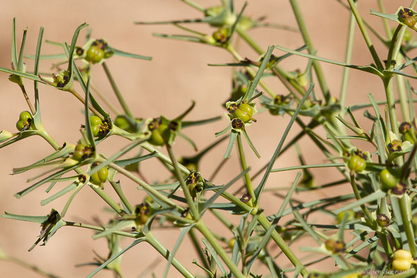 Euphorbia calyptrata Coss. & Kralik, (Tata (Souss-Massa), Maroc, le 08/02/2023)