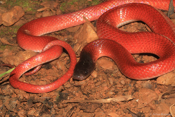 Pseudoboa écarlate — Pseudoboa coronata Schneider, 1801, (Camp Citron, Montagne d'or, Saint-Laurent-du-Maroni, Guyane, le 29/11/2015)