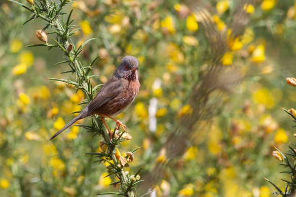 Fauvette pitchou — Sylvia undata (Boddaert, 1783), (Saint-Martin-d'Oney (40), France, le 17/04/2025)