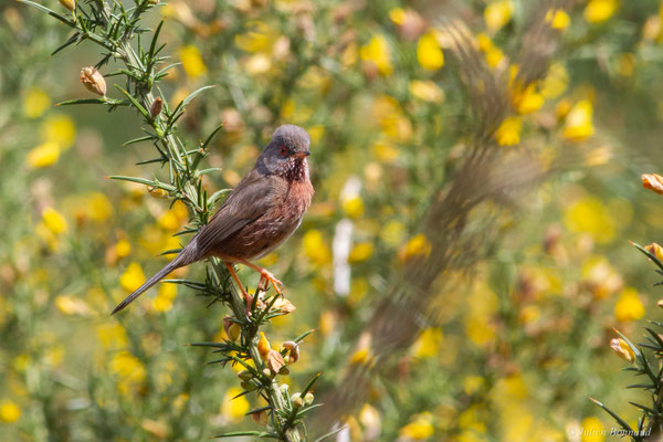 Fauvette pitchou — Curruca undata (Boddaert, 1783), (Saint-Martin-d'Oney (40), France, le 17/04/2025)