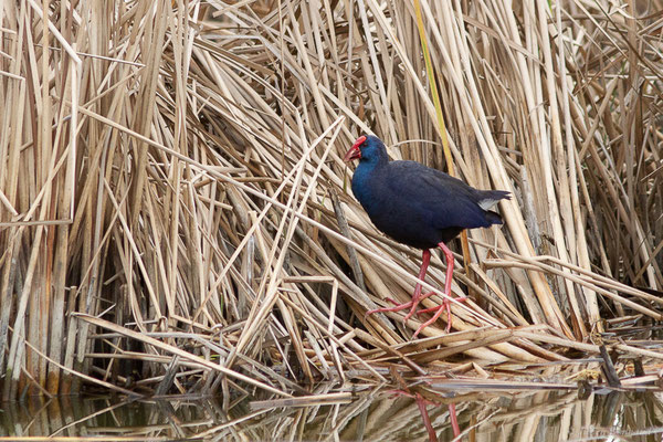 Talève sultane – Porphyrio porphyrio (Linnaeus, 1758), (Parc Naturel du Delta de l'Ebre (Catalogne), Espagne, le 05/02/2022)