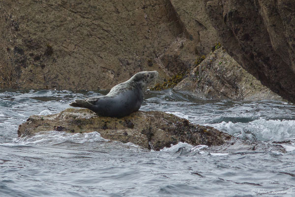 Phoque gris – Halichoerus grypus (Fabricius, 1791), (Réserve naturelle nationale des Sept-Îles, Perros-Guirec (22), France, le 05/07/2021)