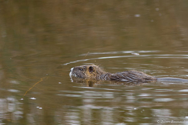 Ragondin — Myocastor coypus (Molina, 1782), (réserve ornithologique du Teich (33), France, le 23/01/2018)