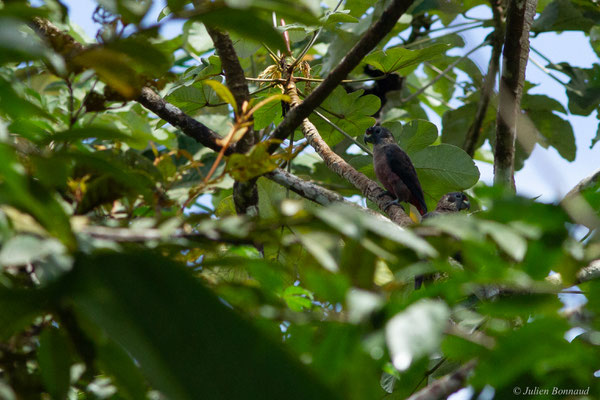 Pione violette — Pionus fuscus (Statius Müller, 1776), (Iracoubo, Guyane, le 12/07/2016)
