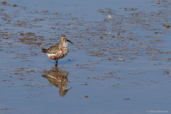 Bécasseau cocorli — Calidris ferruginea (Pontoppidan, 1763), (Marais de l'Odiel, Palos de la Frontera (Andalousie), Espagne, le 07/08/2020)