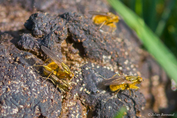 Scatophage du fumier (Scathophaga stercoraria) (Pontivy (56), France, le 21/08/2018)