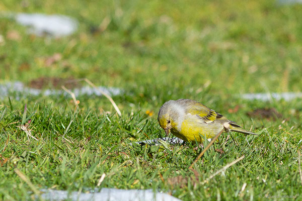 Venturon montagnard — Carduelis citrinella (Pallas, 1764), (Station de ski de La Pierre Saint-Martin, Arette, (64), France, le 06/11/2022)