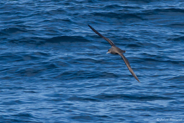 Puffin fuligineux – Ardenna grisea (Gmelin, JF, 1789), (Saint-Jean-de-Luz (64), France, le 05/10/2019)