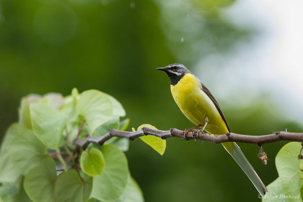 Bergeronnette des ruisseaux — Motacilla cinerea Tunstall, 1771, (Nay (64), France, le 28/05/2019)