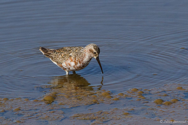 Bécasseau cocorli — Calidris ferruginea (Pontoppidan, 1763), (Marais de l'Odiel, Palos de la Frontera (Andalousie), Espagne, le 07/08/2020)
