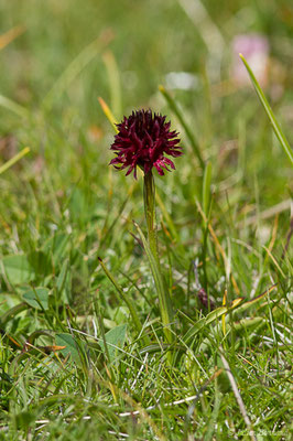 Nigritelle d'Autriche — Gymnadenia nigra subsp. austriaca (Teppner & E.Klein) Teppner & E.Klein, 1998