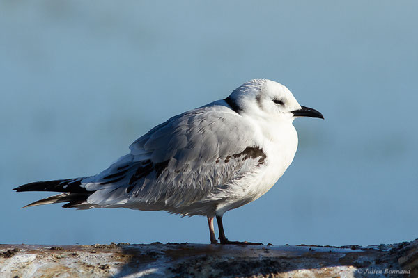 Mouette tridactyle — Rissa tridactyla (Linnaeus, 1758), (Guiche (64), France, le 10/12/2022)