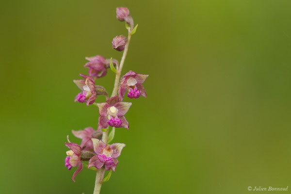 Épipactis rouge sombre — Epipactis atrorubens (Hoffm.) Besser, 1809