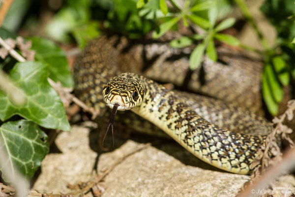 Couleuvre verte et jaune — Hierophis viridiflavus (Lacepède, 1789), (adulte) (Adé (65), France, le 20/05/2021)