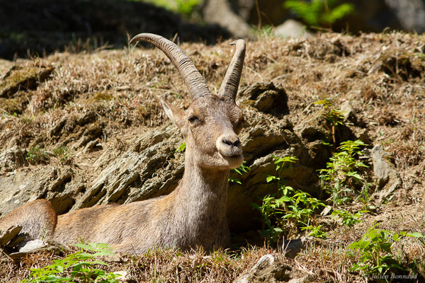 Bouquetin des Alpes – Capra ibex (Pallas, 1777), (femelle adulte) (Parc animalier des pyrénées, Argelès-Gazost (65), France, le 20/08/2022)