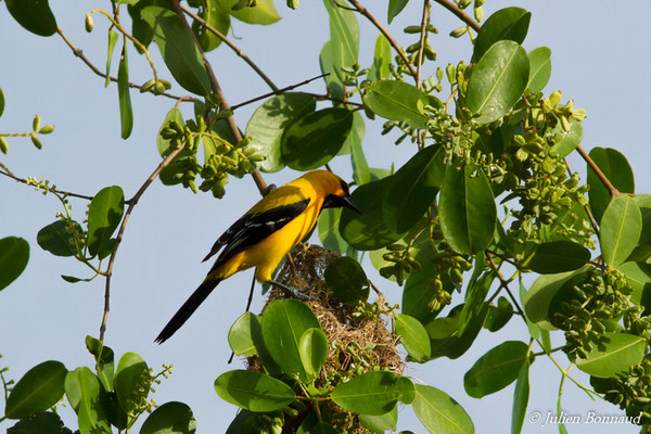 Oriole jaune (Icterus nigrogularis) (adulte) (Ponton des pêcheurs, Kourou, le 25/01/2017)