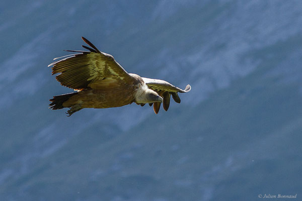 Vautour fauve — Gyps fulvus (Hablizl, 1783), (station de ski de Gourette, Eaux-Bonnes (64), France, le 10/08/2022)