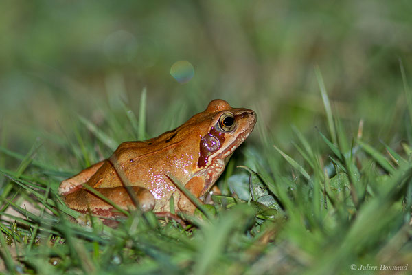 Grenouille rousse — Rana temporaria Linnaeus, 1758