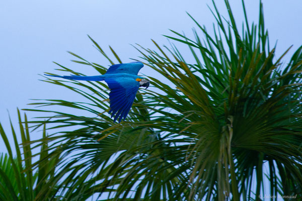 Ara bleu — Ara ararauna (Linnaeus, 1758), (Centre Spacial Guyanais, Kourou, Guyane, le 13/01/2017)
