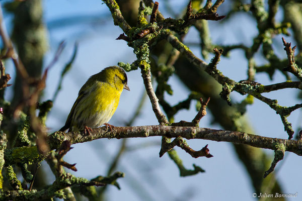 Tarin des aulnes — Spinus spinus (Linnaeus, 1758), (femelle adulte) (Pontivy (56), France, le 07/02/2018)
