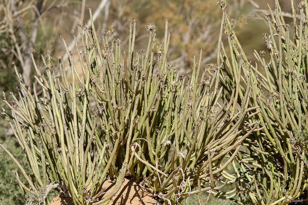 Kleinia anteuphorbium (L.) Haw., (Essaouira (Marrakech-Safi), Maroc, le 24/01/2023)