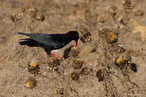 Crave à bec rouge — Pyrrhocorax pyrrhocorax (Linnaeus, 1758), (Sagres (Vila do Bispo), (Algarve), Portugal, le 31/08/2018)