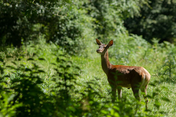 Cerf élaphe – Cervus elaphus Linnaeus, 1758, (Hameau du Plan, Saint-Béat (31), France, le 26/06/2018)