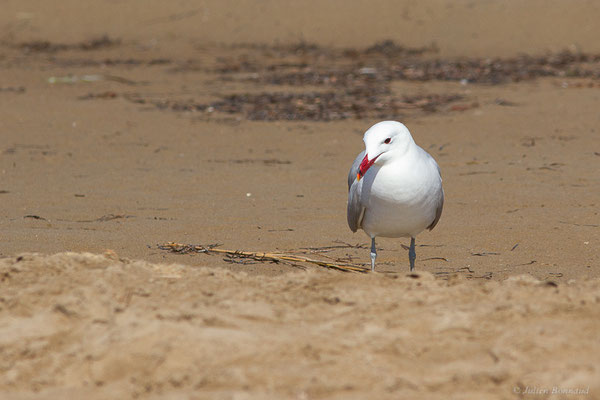 Goéland d'Audouin — Ichthyaetus audouinii (Payraudeau, 1826), (Parc Naturel du Delta de l'Ebre (Catalogne), Espagne, le 06/06/2022)
