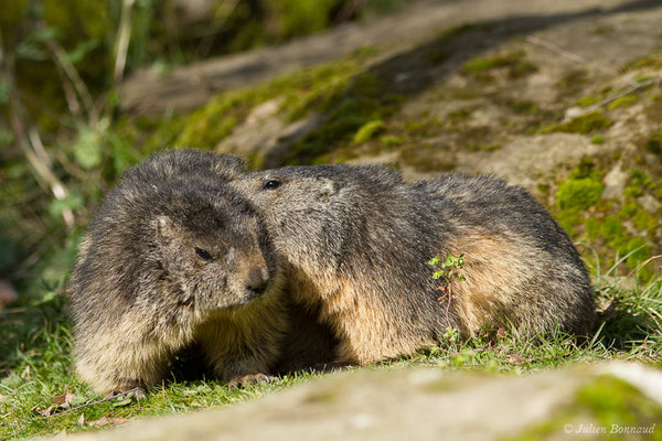 Marmotte des Alpes, Marmotte — Marmotta marmotta (Linnaeus, 1758), (Parc animalier des pyrénées, Argelès-Gazost (65), France, le 01/04/2018)