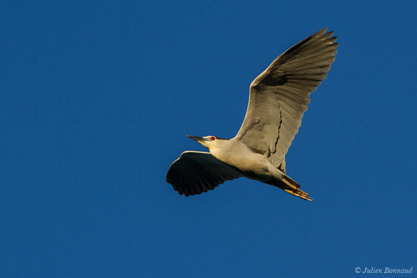 Bihoreau gris — Nycticorax nycticorax (Linnaeus, 1758), (Saligue d'Artix (64), France, le 31/05/2019)