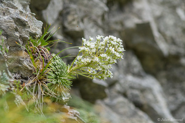Saxifrage à longues feuilles – Saxifraga longifolia Lapeyr., 1801, (Station de ski de Gourette, Eaux Bonnes (65), France, le 15/06/2020)