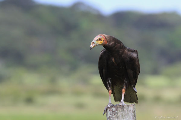 Urubu à tête jaune — Cathartes burrovianus Cassin, 1845, (Matiti, Macouria, le 15/04/2016)