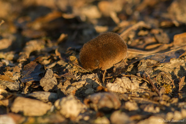Musaraigne pygmée — Sorex minutus Linnaeus, 1766