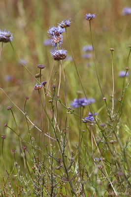 Jasione pérenne — Jasione laevis Lam., 1779, (La Brède (33), France, le 12/06/2019)