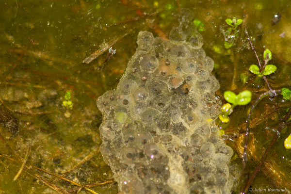 Rainette méridionale — Hyla meridionalis Böttger, 1874
