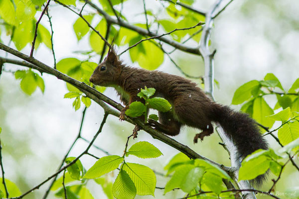 Écureuil roux — Sciurus vulgaris Linnaeus, 1758, (Luz-Saint-Sauveur (65), France, le 05/05/2021)