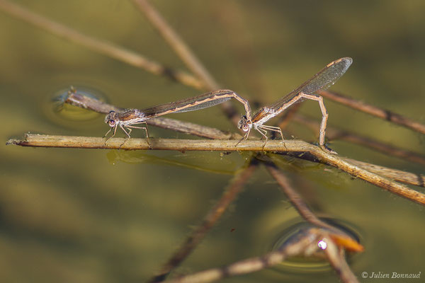 Leste brun (Sympecma fusca) (Lacq (64), France, le 22/03/2019)