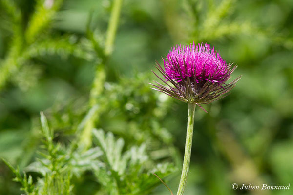 Chardon à pédoncules nus, Chardon décapité — Carduus defloratus L., 1759, (Cette-Eygun (64), France, le 23/04/2021)