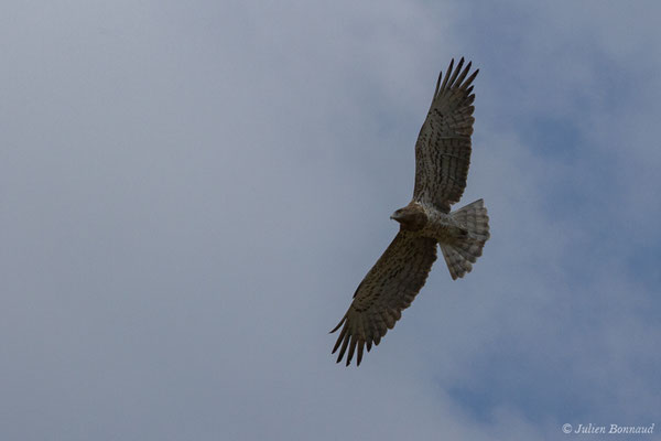 Circaète Jean-le-blanc — Circaetus gallicus (Gmelin, JF, 1788), (adulte) (en route vers Salamanque (Castille-et-León), Espagne, le 06/09/2018)