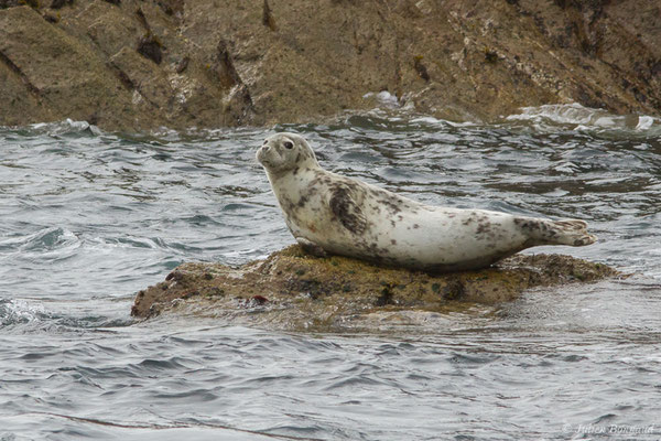 Phoque gris – Halichoerus grypus (Fabricius, 1791), (Réserve naturelle nationale des Sept-Îles, Perros-Guirec (22), France, le 05/07/2021)