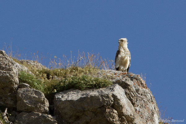Circaète Jean-le-blanc — Circaetus gallicus (Gmelin, JF, 1788), (juvénile) (Pic du Midi d'Ossau, Laruns (64), France, le 04/08/2018)