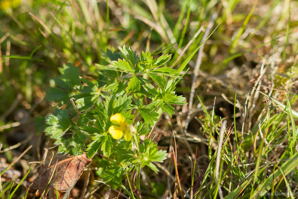 Potentille tormentille — Potentilla erecta (L.) Raeusch., 1797, (Saint-Pée-sur-Nivelle (64), France, le 12/04/2021)