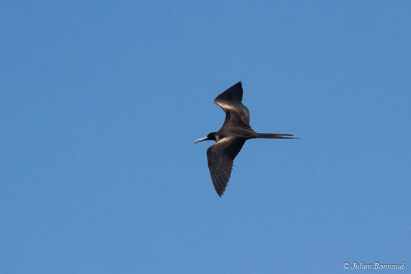 Frégate superbe — Fregata magnificens Mathews, 1914, (Saint-Anne, Guadeloupe, le 15/05/2016)