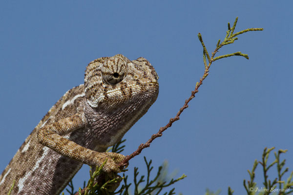 Caméléon commun — Chamaeleo chamaeleon (Linnaeus, 1758)