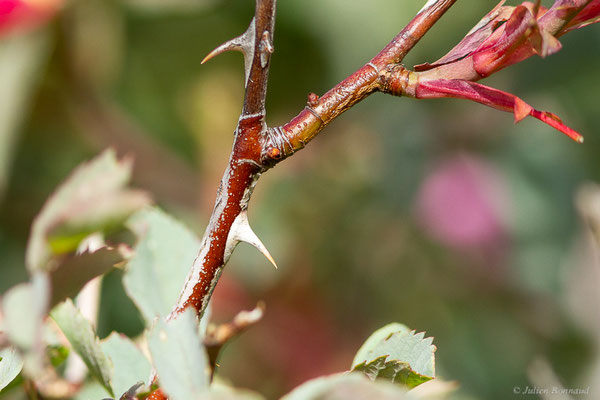 Rosier glauque — Rosa glauca Pourr., 1788, (Col de Puymorens, Porté-Puymorens (66), le 11/07/2023)