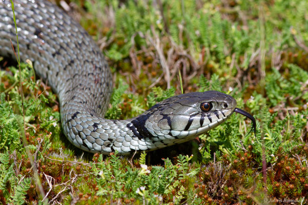 Couleuvre helvétique — Natrix helvetica (Lacepède, 1789)