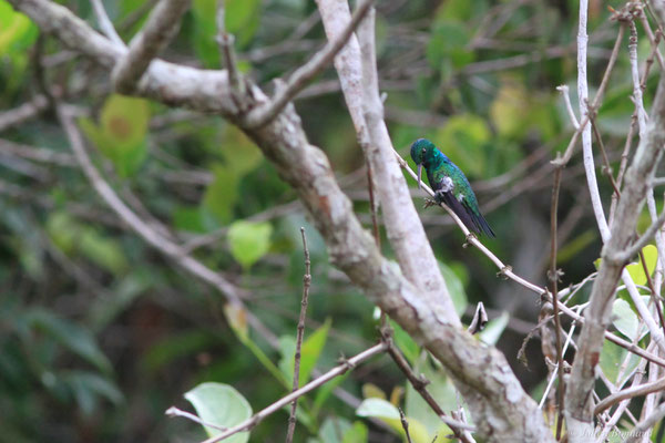 Colibri à menton bleu ou Émeraude à menton bleu — Chlorestes notata (G. C. Reich, 1793), (Savane de Corossony, Sinnamary, Guyane, le 06/04/2016)